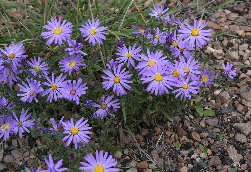 May.JPG - Some more pretty flowers (asters, I think).
