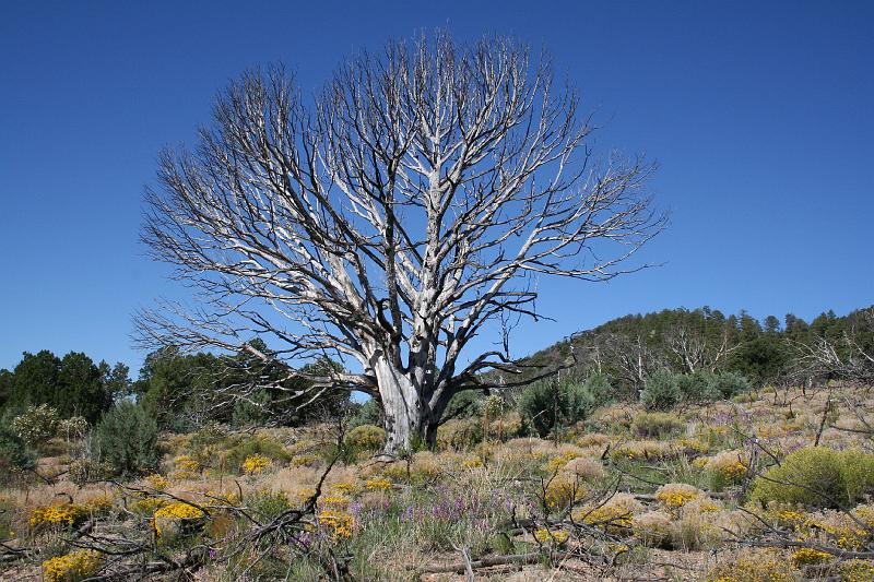 September.JPG - An old dead tree near Slate Mountain, Arizona.